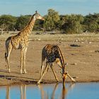 01. Giraffe im Etosha