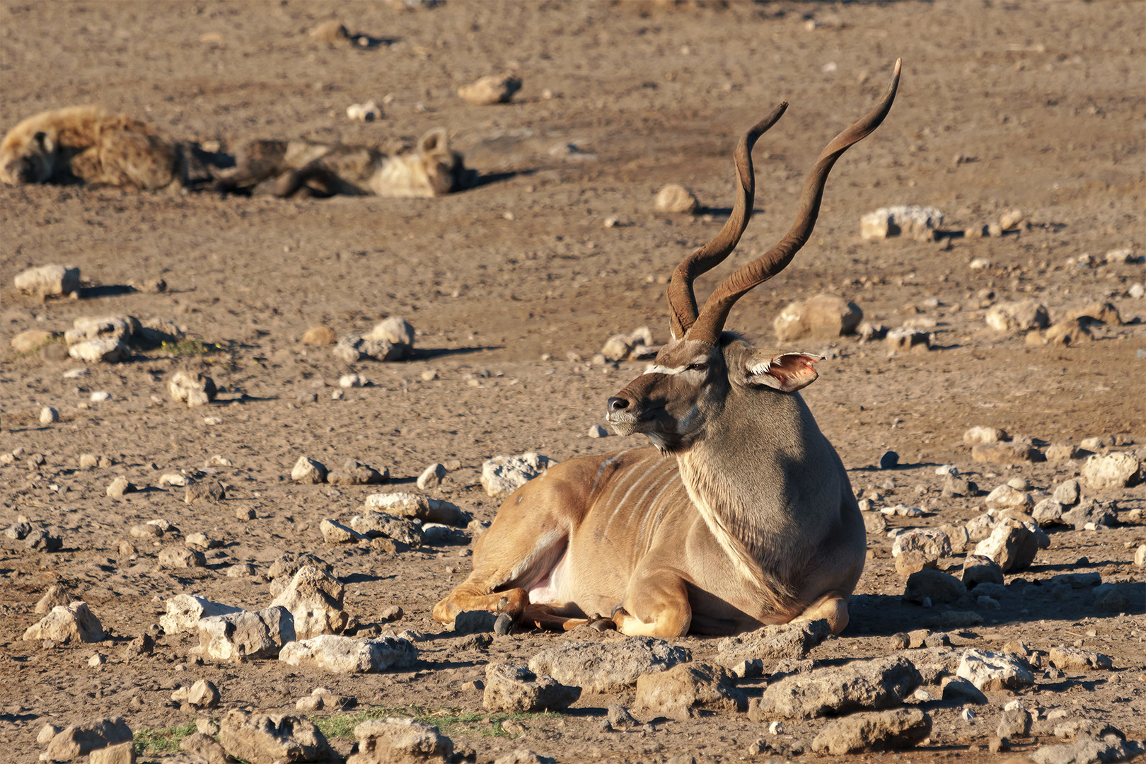 01. Jagt auf eine Kudu-Antilope durch Hyänen im Etosha National Park in Namibia