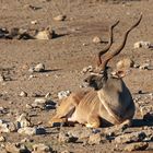 01. Jagt auf eine Kudu-Antilope durch Hyänen im Etosha National Park in Namibia