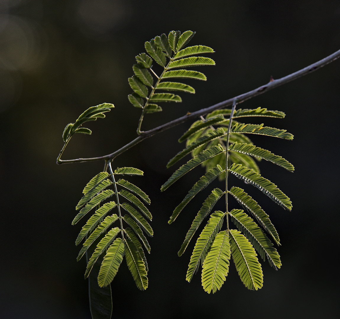 01 Just Green LEAVES I