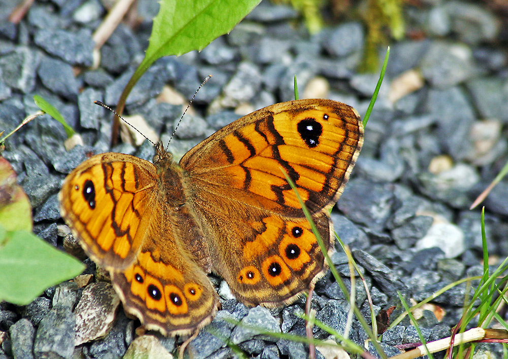 0,1 Lasiommata megera - Mauerfuchs und eine wichtige Erkenntnis für mich...