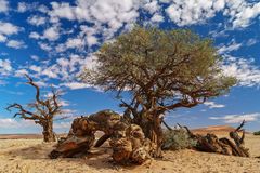 01. Namibia Wildlife Resorts Sesriem