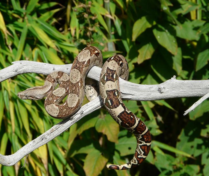 0.1 Pastel Boa