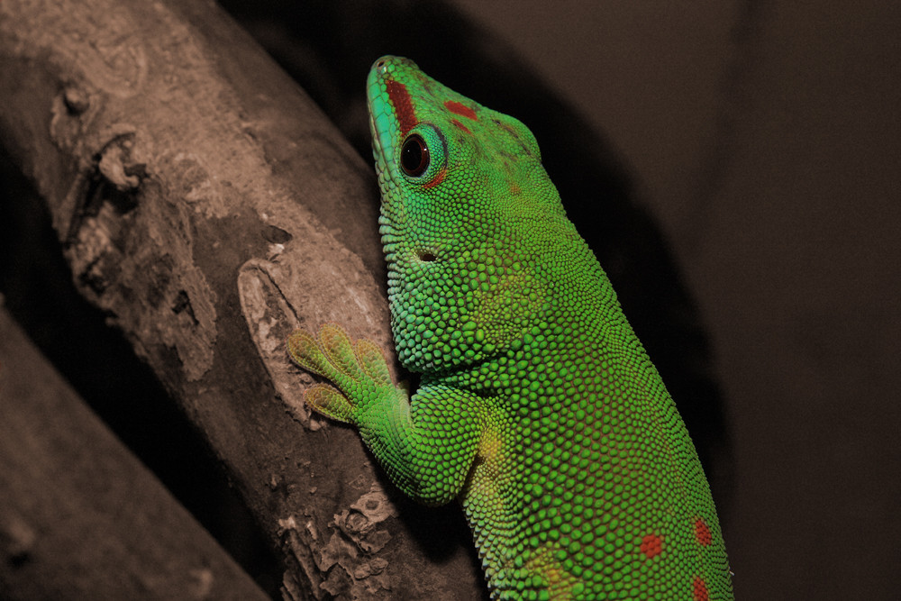 0.1 Phelsuma madagascariensis grandis