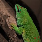 0.1 Phelsuma madagascariensis grandis