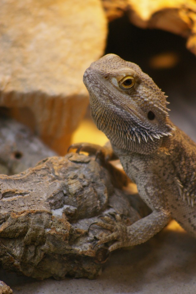 0.1 Pogona vitticeps - weibliche Bartagame