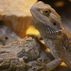 0.1 Pogona vitticeps - weibliche Bartagame