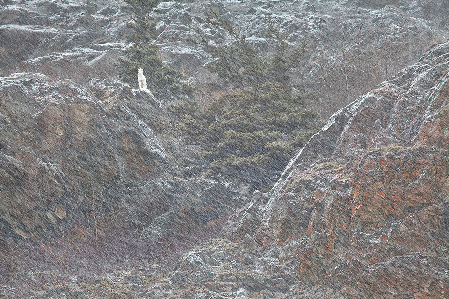 0.1 Seconds in a Life of a Dall Sheep