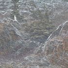 0.1 Seconds in a Life of a Dall Sheep