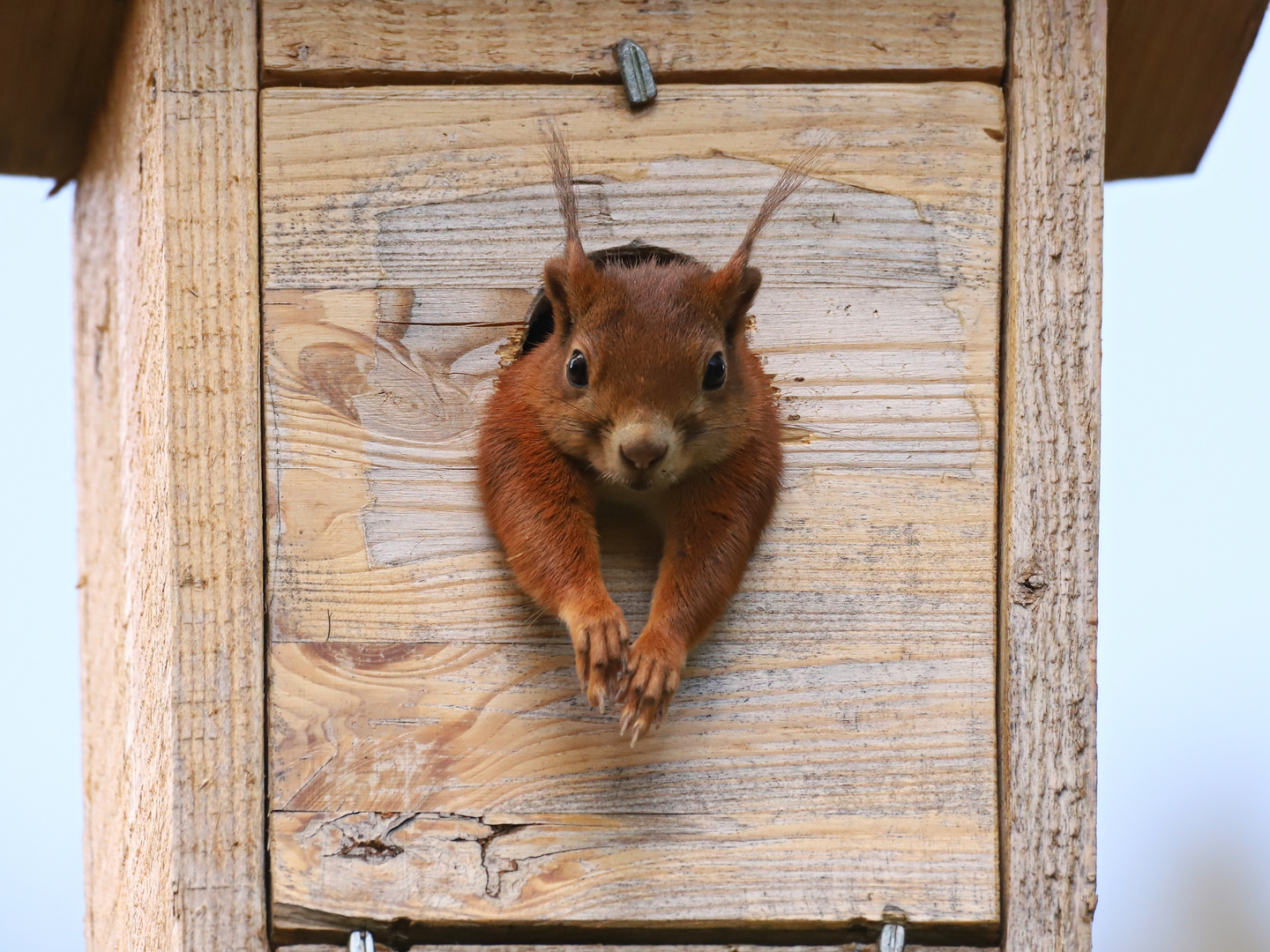 01 "Unser" Eichhörnchen (2021_05_30_4471_ji)