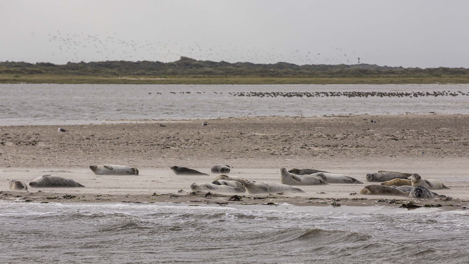 010 - 20170911 - Fischkutterfahrt - Neuharlingersiel - IMG_4861