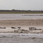 010 - 20170911 - Fischkutterfahrt - Neuharlingersiel - IMG_4861