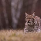 010 - 20181208 - Tschechien-Luchs Wiese - _U8A3117