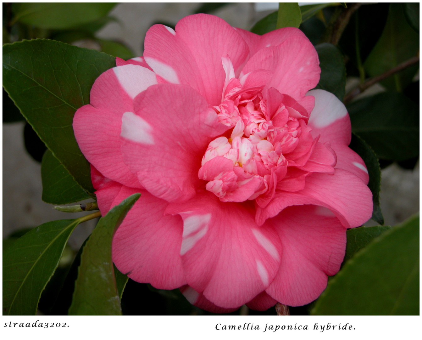 010-2024 Camellia japonica  roze wit