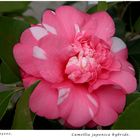 010-2024 Camellia japonica  roze wit