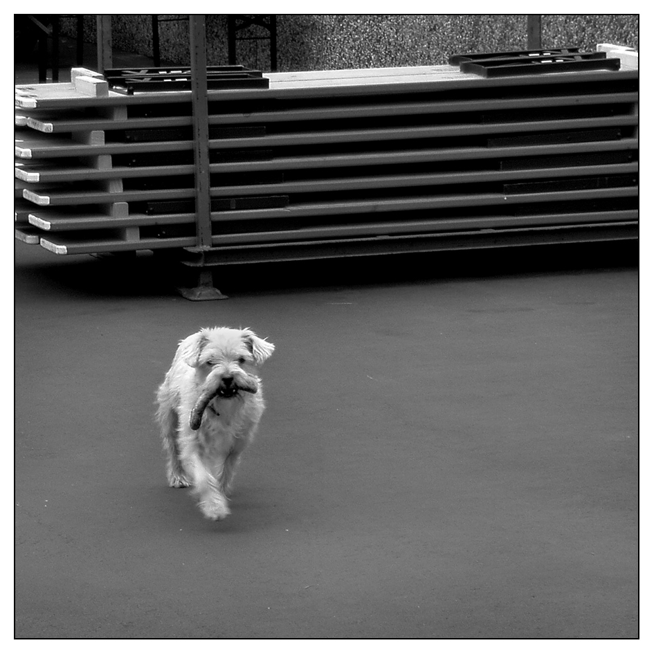 010 Foto &amp; Bild bw, hund, sw Bilder auf