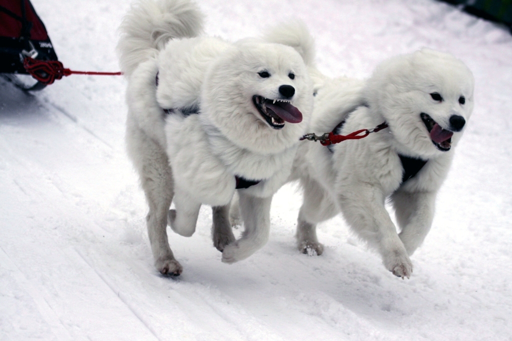 010 Schlittenhunderennen (Todtmoos)