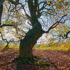 0100T-03T Süntelbuchen Bad Nenndorf Herbst Panorama