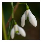 01.02.23 Mittwochsblümchen **Schneeglöckchen**