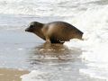 Freilassung eines gesundgepflegten Seehundes 3 von GudrunKa 