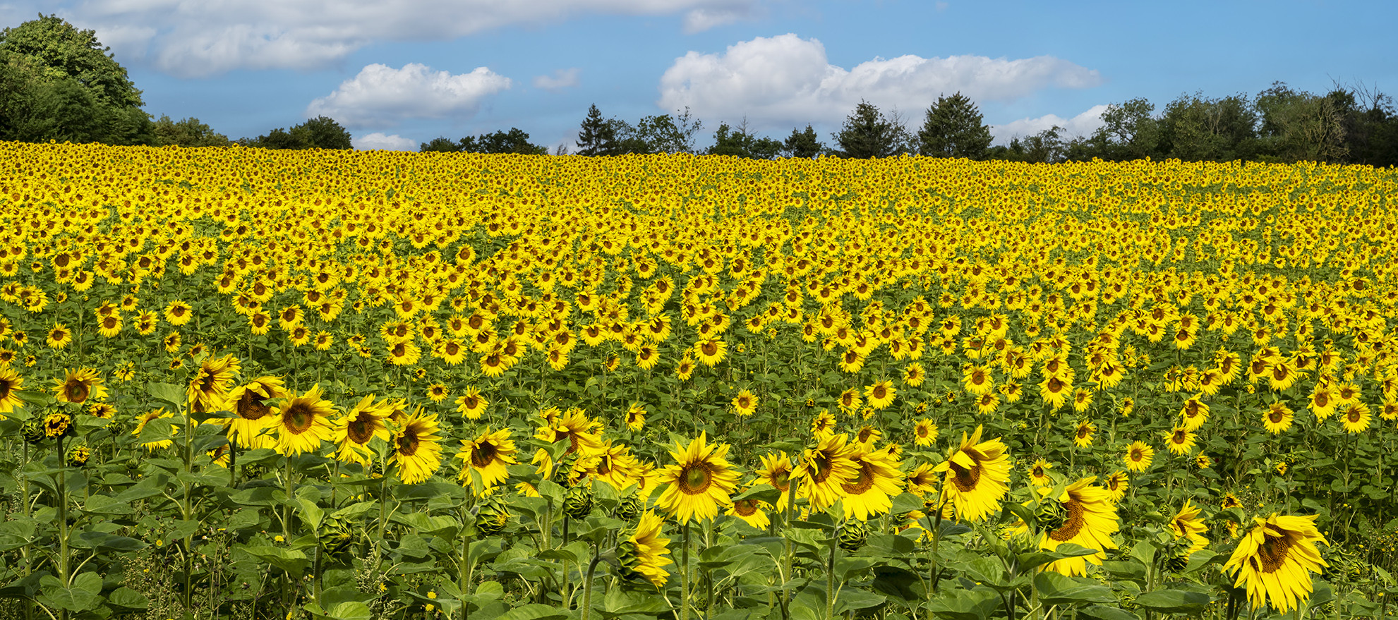 0102UZ Sonnenblumenfeld Panorama