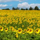 0102UZ Sonnenblumenfeld Panorama