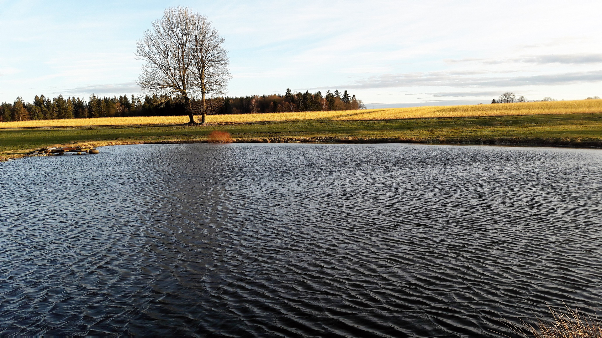 01.03. 2020 Wasser,Wellen,Wildenten auf der Wiese