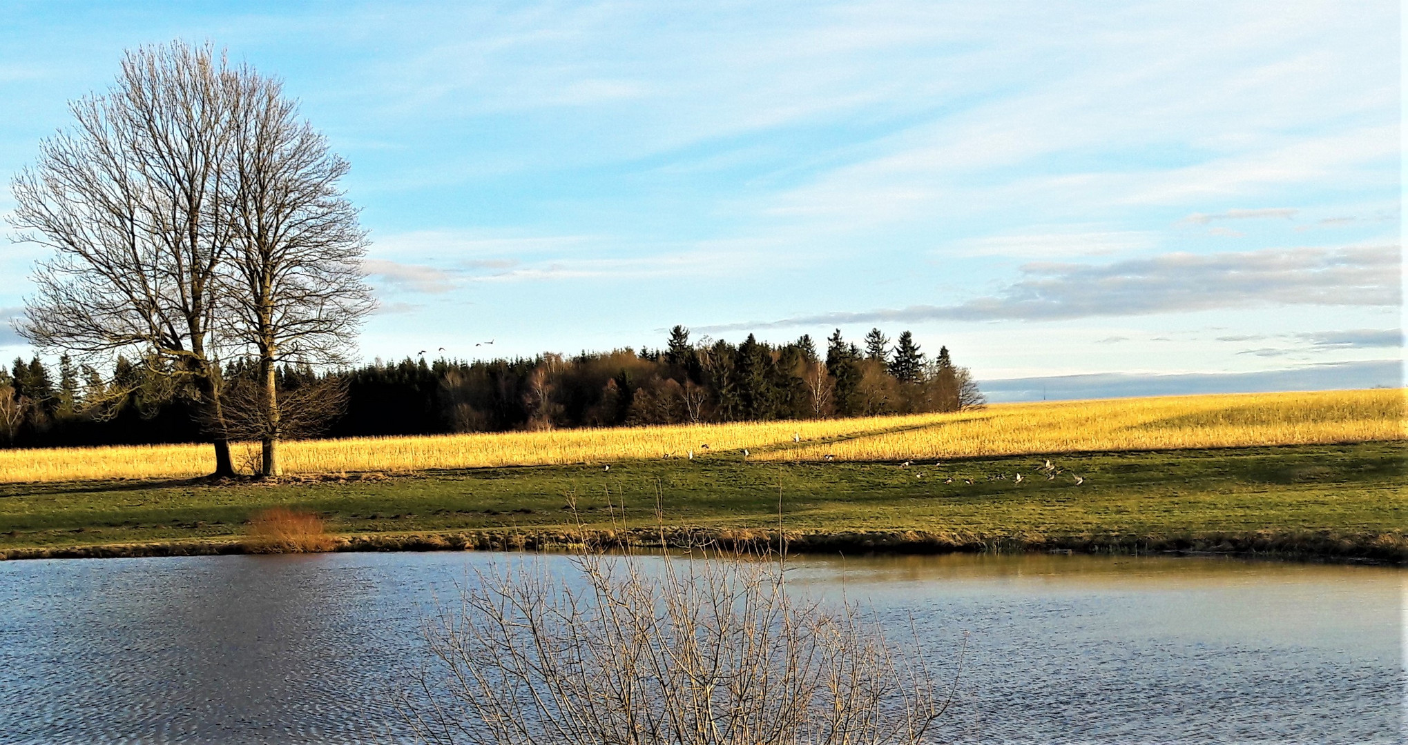 01.03.2020 Wildenten auf dem Feldrain und in der Luft