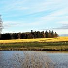 01.03.2020 Wildenten auf dem Feldrain und in der Luft