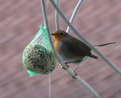 01.04.2018_1 Rotkehlchen Balkon