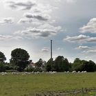 01.06.2020 Rinderherde vor den Toren von Dinkelsbühl