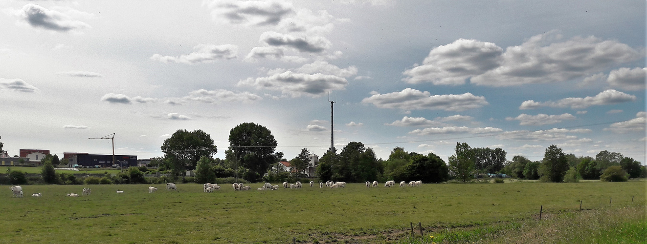 01.06.2020 Rinderherde vor den Toren von Dinkelsbühl