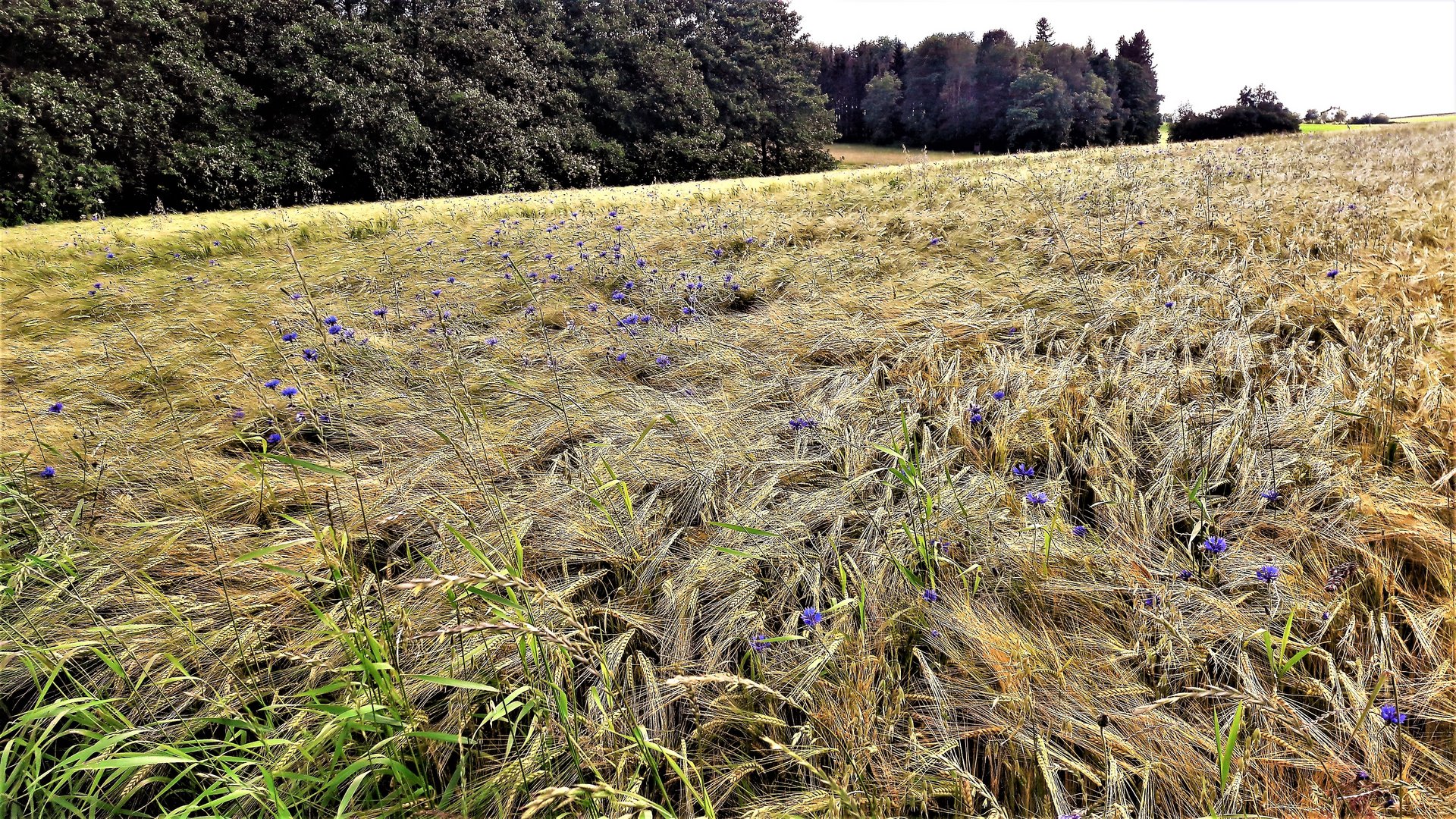 01.07.2020 Kornblumen im reifendem Gerstfeld