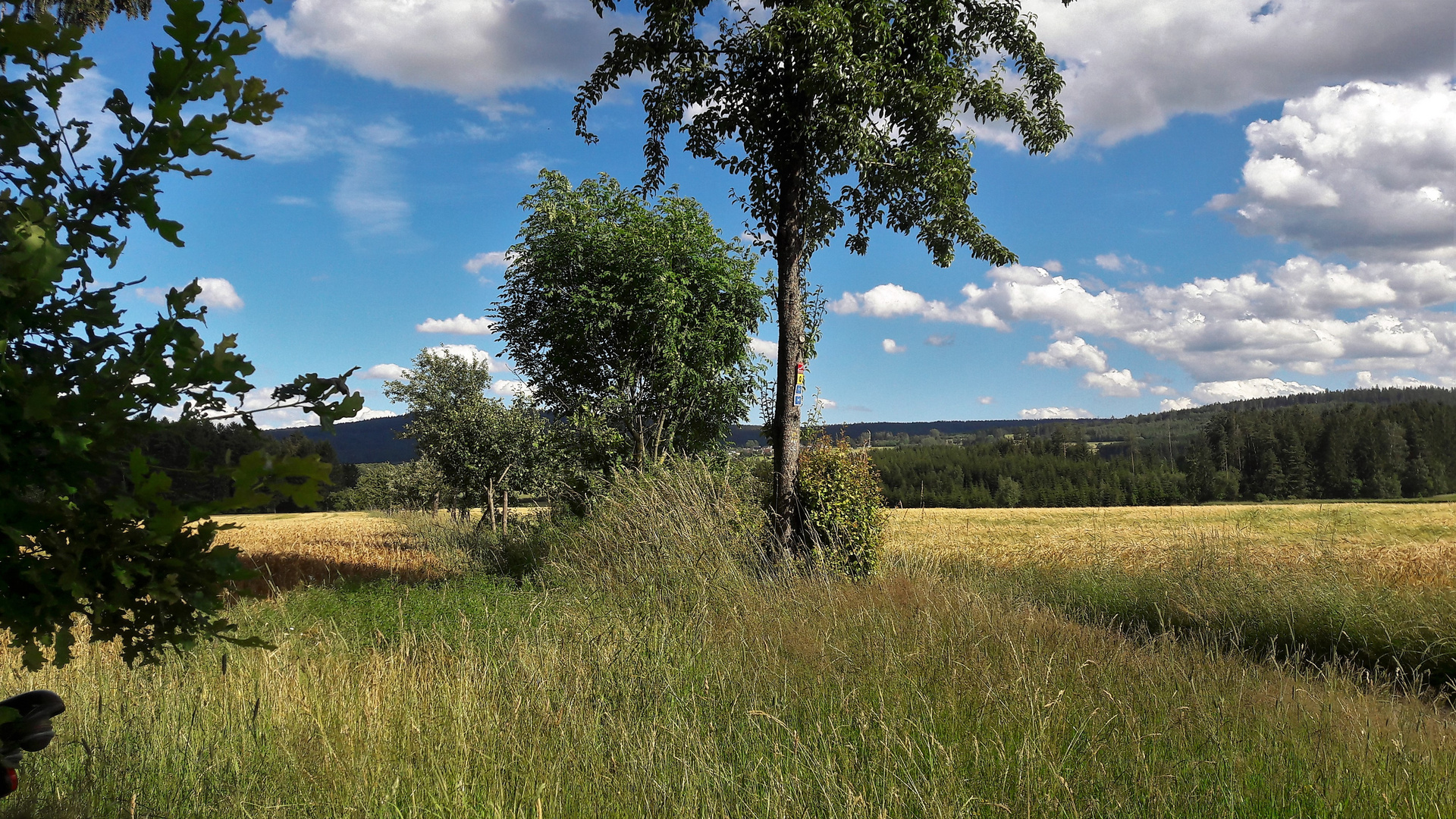 01.07.2020 Sonnenreife unter blauem Himmel