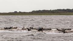 011 - 20170911 - Fischkutterfahrt - Neuharlingersiel - IMG_4863