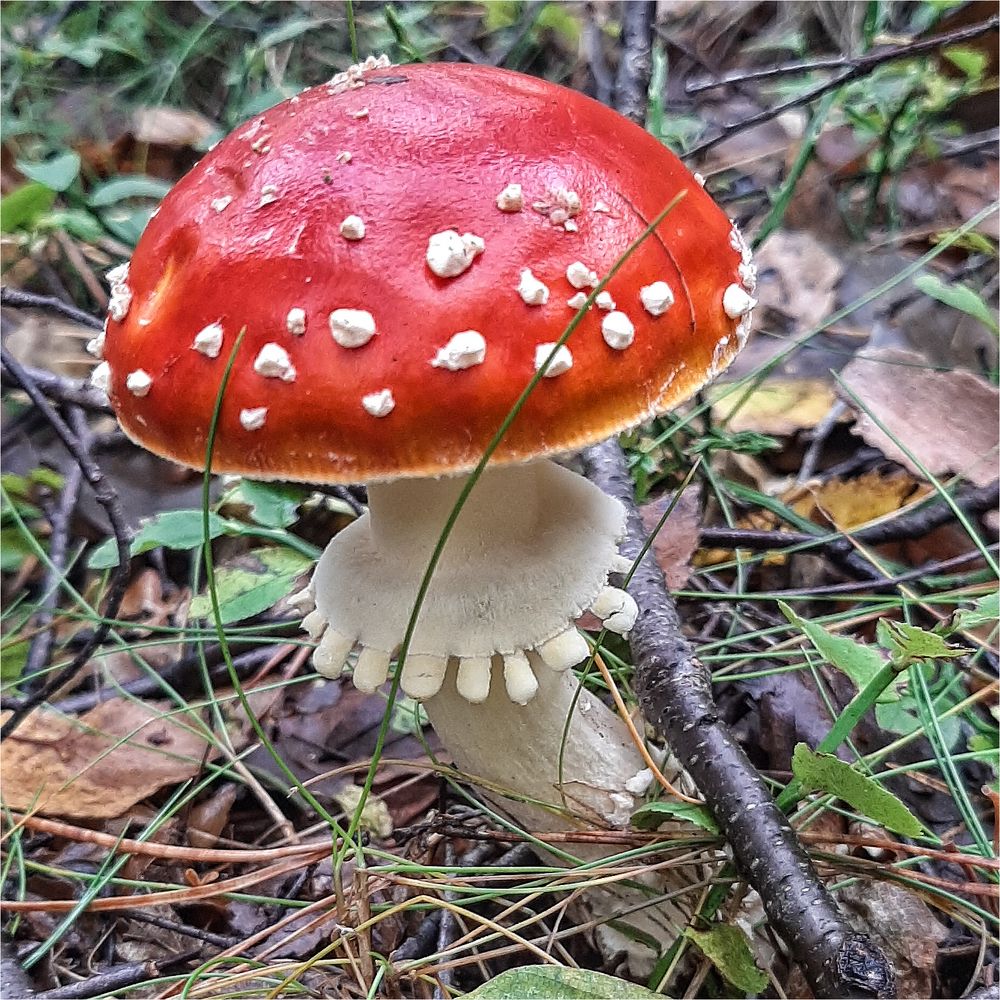 011 / 2020 - Rotkäppchen mit Röckchen ....