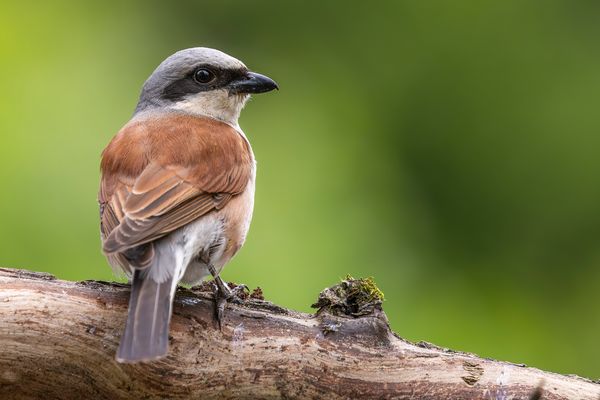 011-20240612 - Rechberghausen-Grundstück - _R7L6267-Verbessert-RR