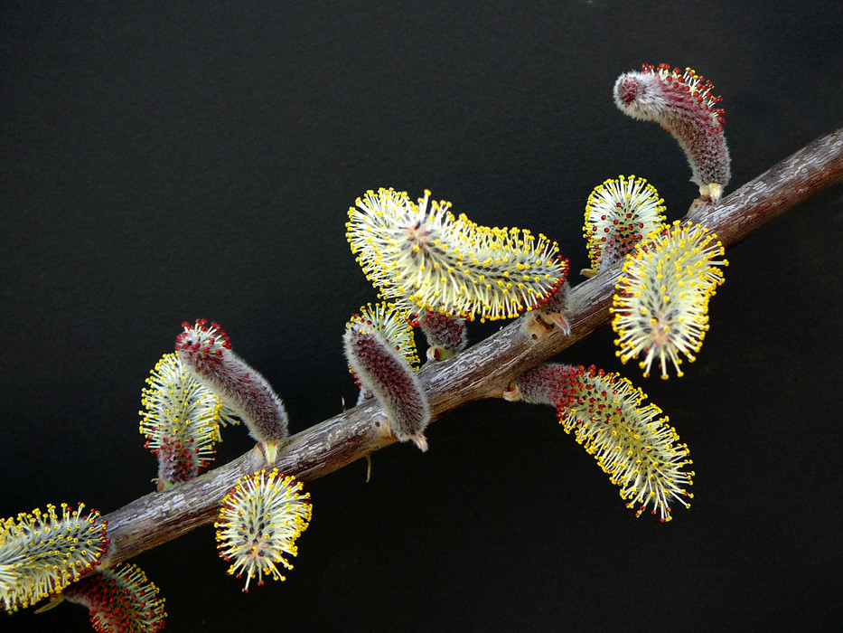 011 è primavera anche per i salici