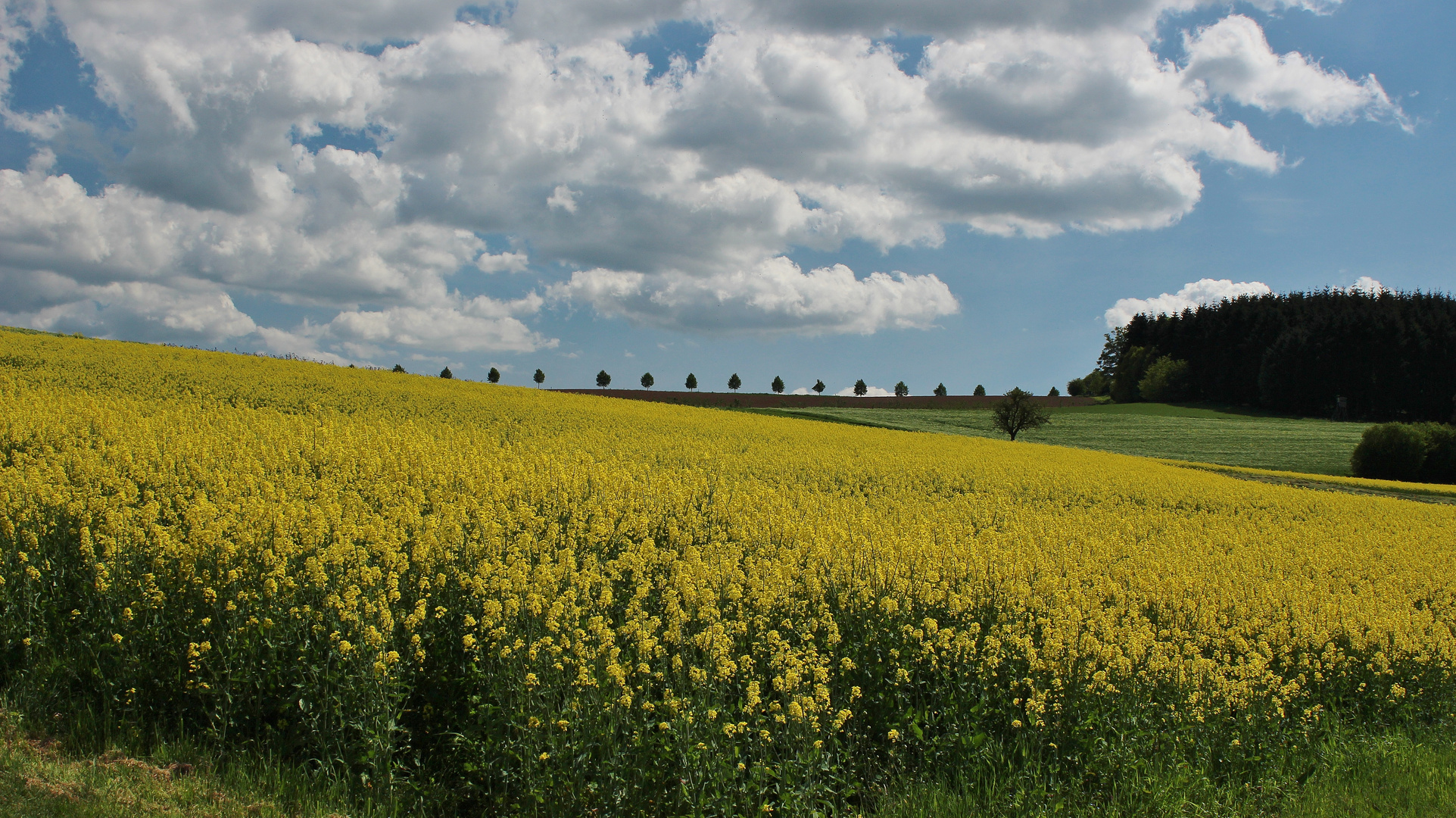 011 Rapsblüte  im Taunus