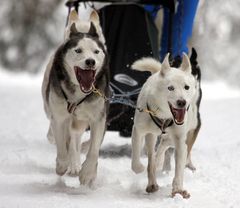 011 Schlittenhunderennen (Todtmoos)