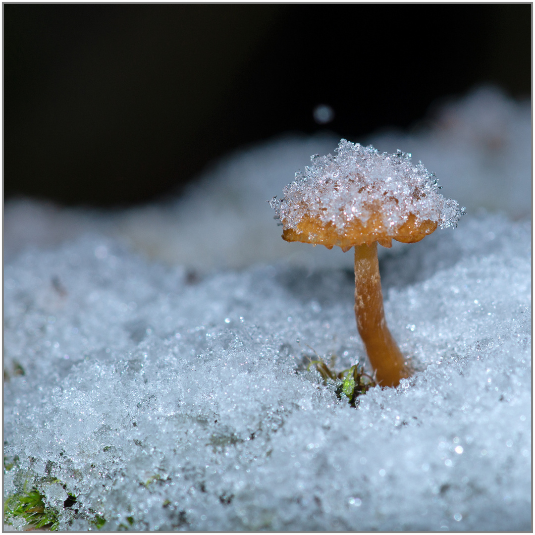 01.12.23 ## Moos und Mini-Pilz im Schnee