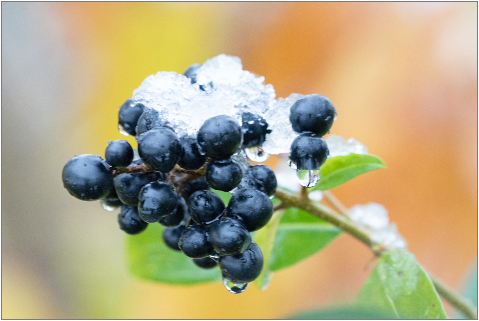 01.12.23 ## Vogelbeeren - oder so ein Tag braucht Farbe ##