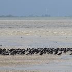 012 - 20170912 - Langeoog - CS8A5536