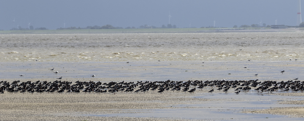 012 - 20170912 - Langeoog - CS8A5536