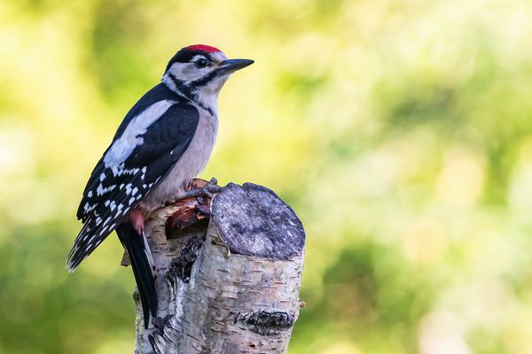 012-20220611 - Rechberghausen-Grundstück - CS8A7819-Bearbeitet