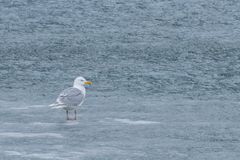 012-20230624 - Spitzberge-Signehamna+Lilliehookbreen+Tinayrebukta - _19A2971-Bearbeitet