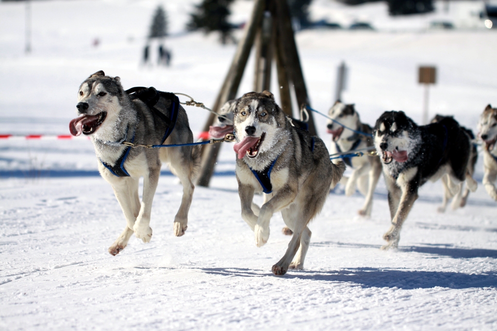 012 Schlittenhunderennen (Bernau)