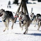 012 Schlittenhunderennen (Bernau)