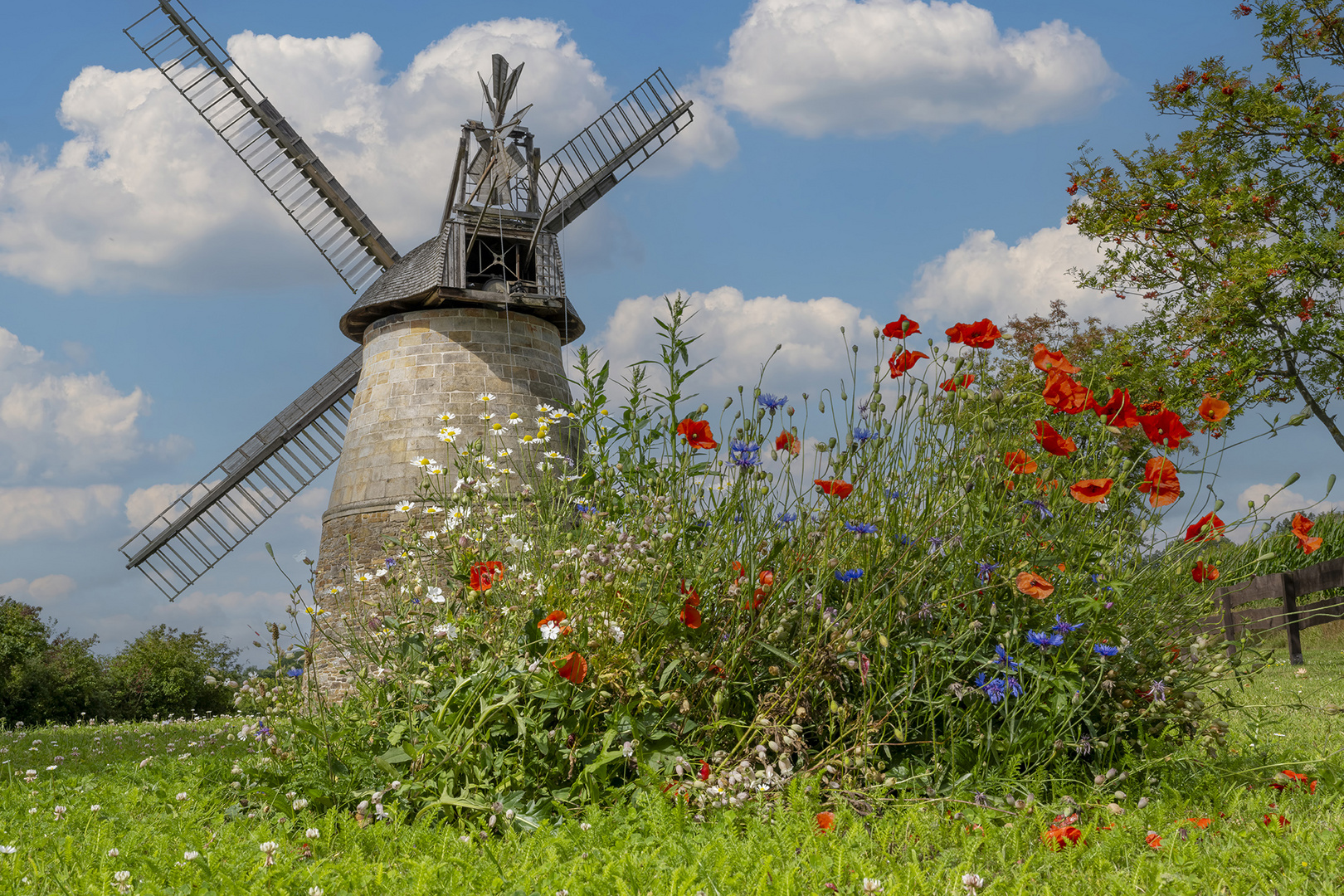 0120UZ Windmühle Eisbergen mit bunten Blumen