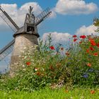 0120UZ Windmühle Eisbergen mit bunten Blumen